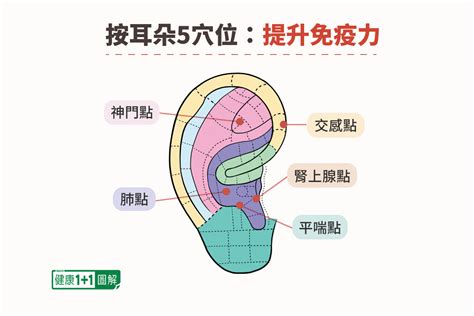 耳朵貼耳|耳穴按壓與保健 